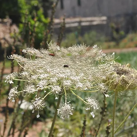 Country house Sa Campaneta Puigpunyent (Mallorca)